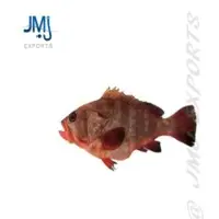 Thorny Cheek Grouper