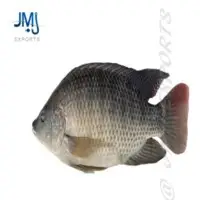 Tilapia Fish