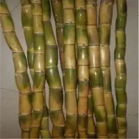 Sugarcane