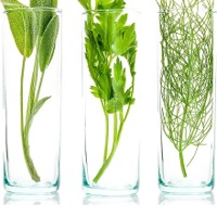 Herbal Extracts