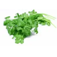 Fresh Coriander