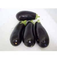 Aubergine
