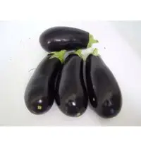 Aubergine