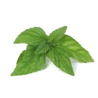 Fresh Basil