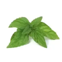 Fresh Basil