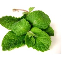 Fresh Mint