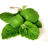 Fresh Mint