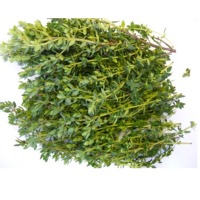 Fresh Thyme