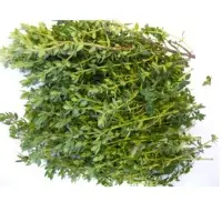 Fresh Thyme