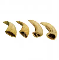 Water Buffalo Horn Core
