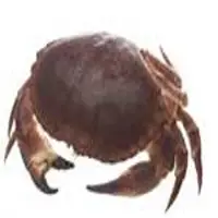 Brown Crab