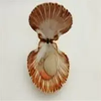 Hand Dived King Scallops
