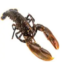 Blue or European Lobster