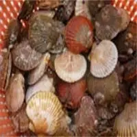 Queen Scallops
