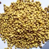 Coriander Seeds