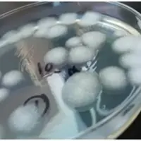 Broad Spectrum Bactericide And Preservative