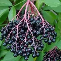 IQF Frozen Elderberries