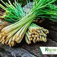 Lemongrass