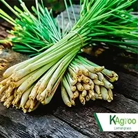 Lemongrass