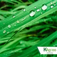 Citronella