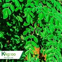 Moringa