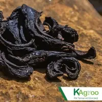 Garcinia Fruit