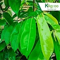 Soursop Leaves
