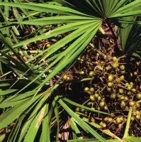 Saw Palmetto Oil
