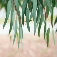 Eucalyptus Essential Oil