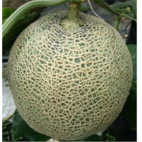 Rockmelon