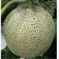 Rockmelon