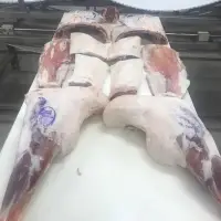 Lamb In Vacuum Packing (CHILLED)