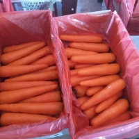 Fresh Carrot
