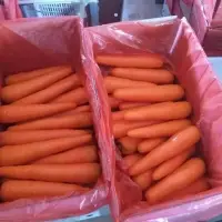 Fresh Carrot