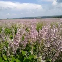 Salvia Sclarea Oil