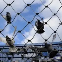 Bird Protection Net