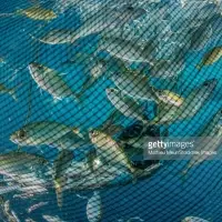 Fishing Net
