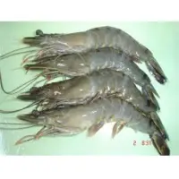 Shrimp