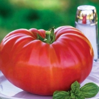 Tomato