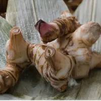 Galangal Root