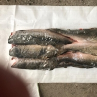 Chum Salmon Fish