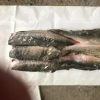 Chum Salmon Fish