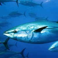 Bluefin Tuna