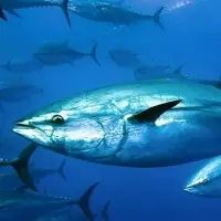Bluefin Tuna
