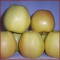 Fresh polish apples