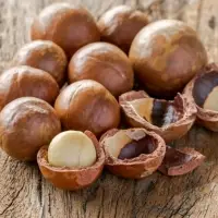 Top Quality Wholesale Macadamia In Shell Nuts