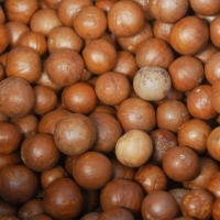 Top Quality Raw Macadamia From Kenya