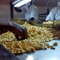 Roasted Organic Cashew Nut  