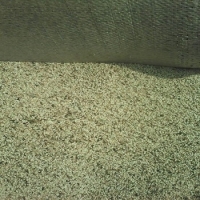 Sesame Seeds