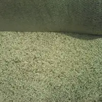 Sesame Seeds